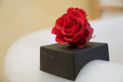 红玫瑰,边缘,浴缸