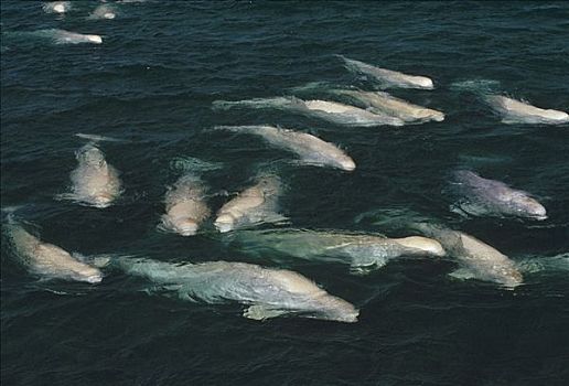 白鲸,鲸,群,平面,加拿大西北地区,加拿大
