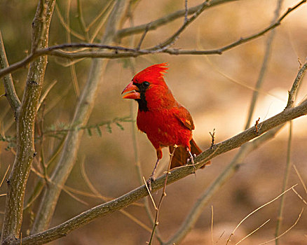 主红雀,栖息,萨瓜罗国家公园,亚利桑那,美国