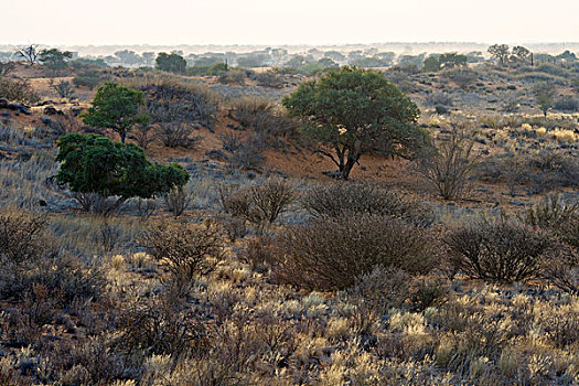 日出,卡拉哈里沙漠,纳米比亚,非洲
