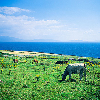 菜牛,放牧,海洋,丁格尔半岛,凯瑞郡,爱尔兰