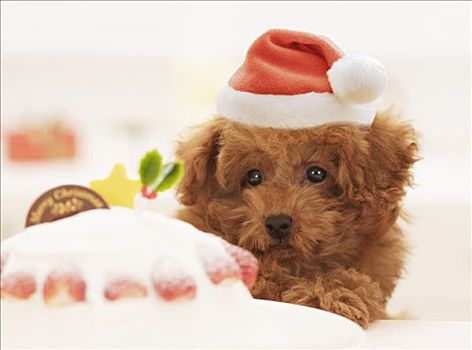 特写,玩具贵宾犬,小狗,穿,圣诞帽