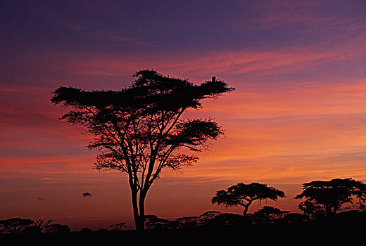 金合欢树,日出,塞伦盖蒂国家公园,坦桑尼亚,非洲