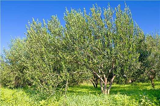 成熟,橄榄树,种植园