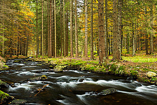 河,秋天,巴伐利亚森林国家公园,靠近,巴伐利亚,德国,欧洲
