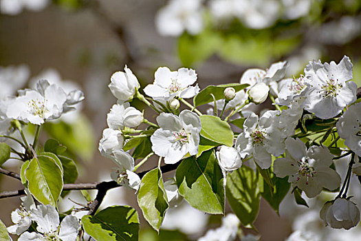 树枝上盛开的白色梨花