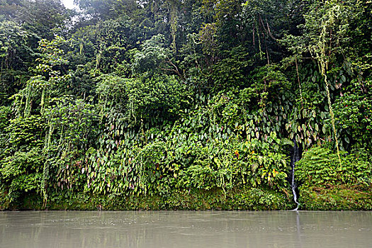 雨林,河边,巧克力,哥伦比亚,南美