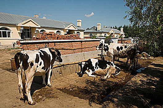 黑龙江齐齐哈尔达斡尔族新村民居家养奶牛