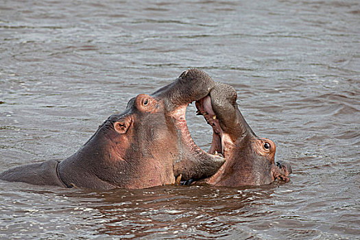 河马,两个,特写,头部,争斗,水中,塞伦盖蒂国家公园,坦桑尼亚,非洲