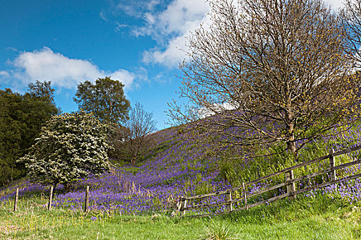 山坡,蓝色,野花,树,木篱,诺森伯兰郡,英格兰