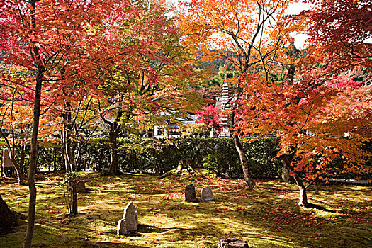 秋叶,庙宇,京都,日本