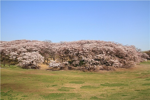 樱花,公园,横滨,日本