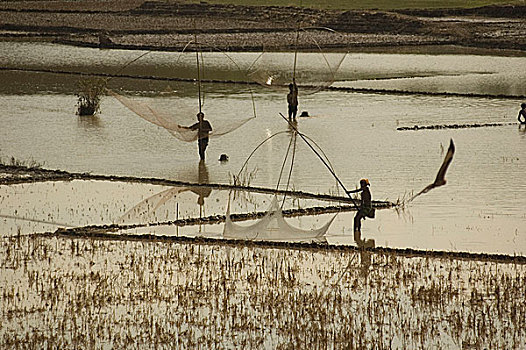 渔民,捕鱼,静滞,洪水,水,孟加拉,七月,2007年