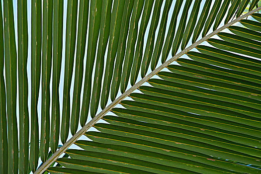 库克群岛,岛屿,特写,棕榈树