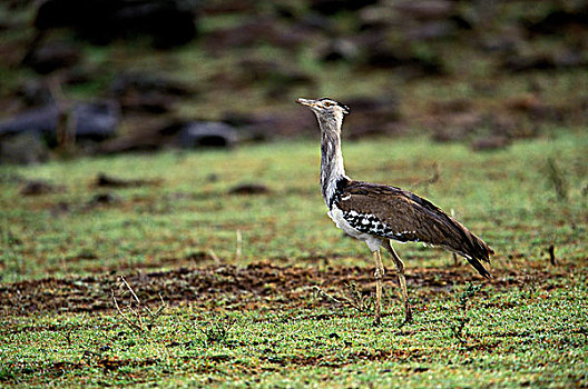 肯尼亚,马塞马拉野生动物保护区,灰颈鹭鸨
