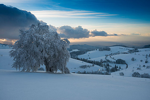 积雪,山毛榉树,全景,上方,莱茵河,山谷,布赖施高,巴登符腾堡,德国,欧洲