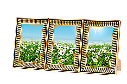 雏菊,花,画框,白色背景