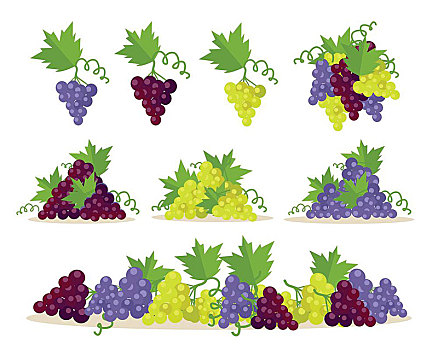 收集,葡萄,水果,酿酒,不同,准备,检查,旧式,葡萄酒,束,串,局部,序列,葡萄种植,制作,物品,矢量