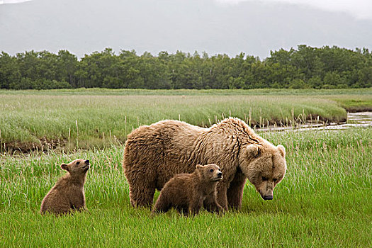 大灰熊,棕熊,女性,幼兽,卡特麦国家公园,阿拉斯加