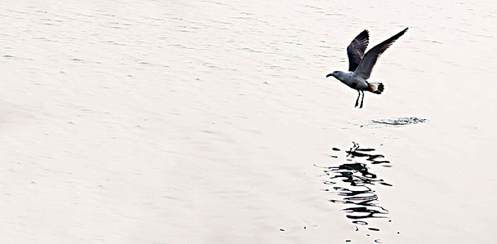 一只海鸥正在水面上起飞