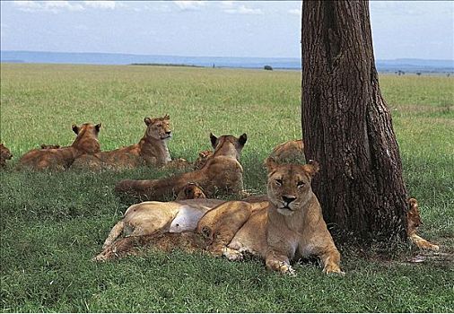 雌狮,母狮,狮子,卧,猫科动物,哺乳动物,马赛马拉,肯尼亚,非洲,动物