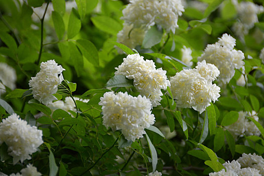 木香,木香花,白花,小白花