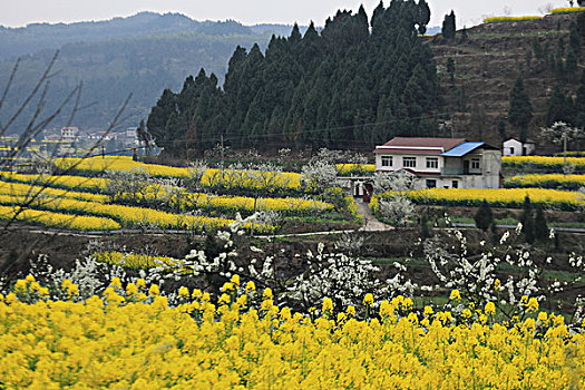 油菜花田