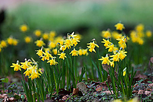 黄色,水仙花,花,床,诺森伯兰郡,英格兰