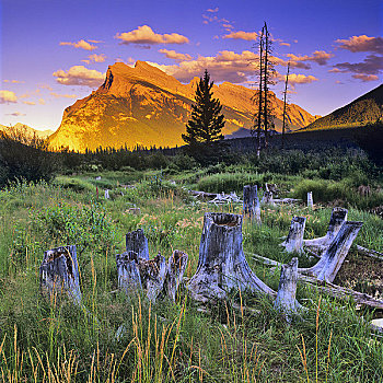 樹樁,樹林,倫多山,維米里翁湖,班芙國家公園,艾伯塔省,加拿大