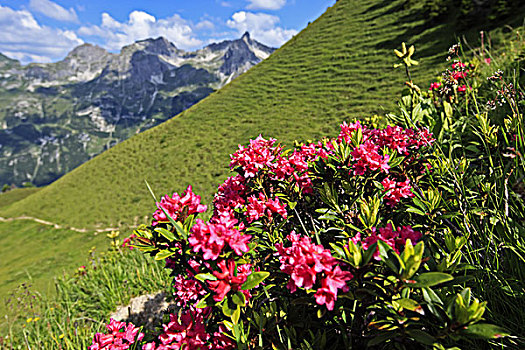 德国,巴伐利亚,阿尔卑斯山,高山,玫瑰,杜鹃花属植物