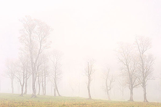 雾,枫树,小树林