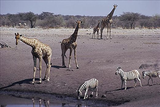 长颈鹿,斑马,水潭,西南非洲