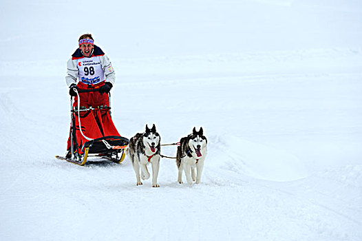西伯利亚,哈士奇犬,雪撬,狗,团队,赶狗拉雪橇的人,瑞士,欧洲