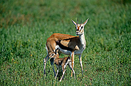 瞪羚,汤氏瞪羚,雌性,诞生,马赛马拉,公园,肯尼亚