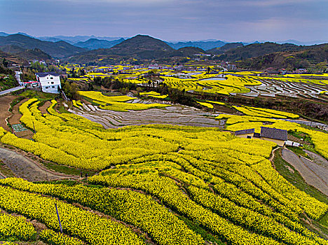 汉中油菜花赏花正当时