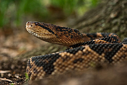 蛇,南美