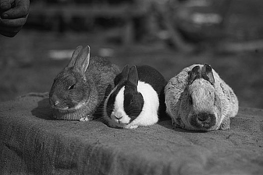 三个,兔子
