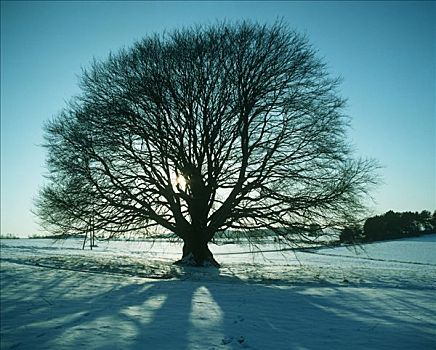 树,积雪,地面