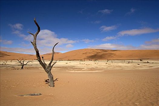 死,干枯,金合欢树,死亡谷,纳米比亚,非洲