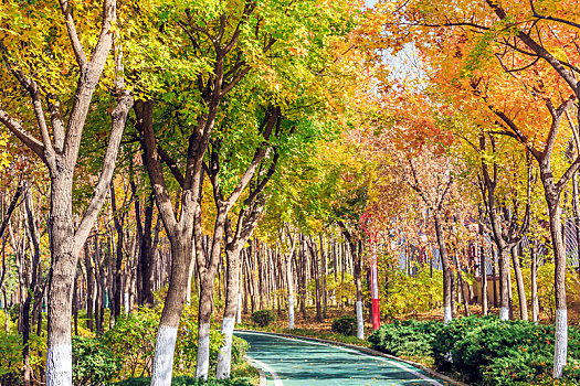 秋末冬初金黄色枫树下弯曲的步道