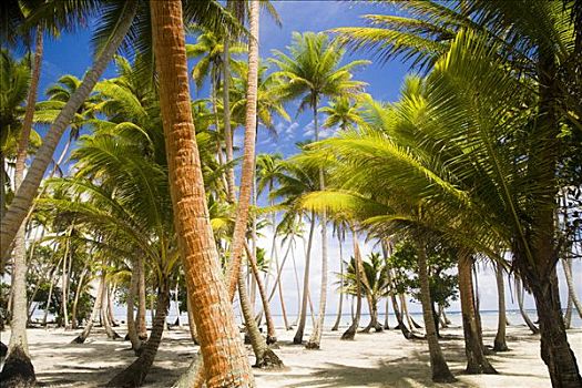 棕榈树,海滩,塔希提岛,法属玻利尼西亚