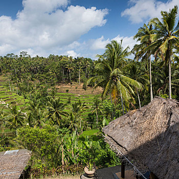 绿色,稻田,巴厘岛,靠近,乌布,印度尼西亚