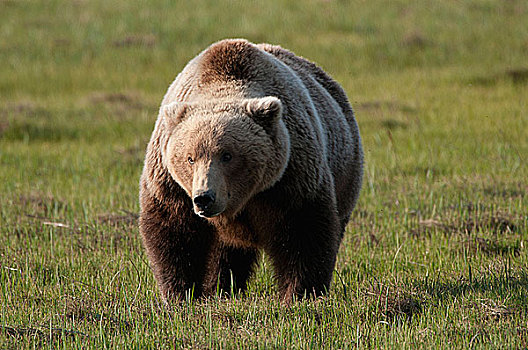 科迪亚克熊,棕熊,觅食,海岸,阿拉斯加,美国