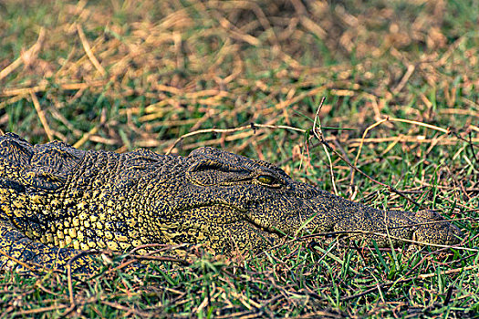 博茨瓦纳,乔贝国家公园,尼罗鳄