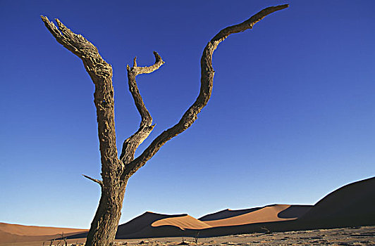 枯木,纳米布沙漠