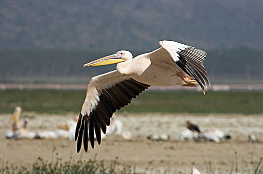 白色,鹈鹕,飞,纳库鲁湖国家公园,肯尼亚,非洲