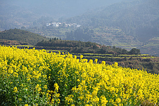 婺源,春天,油菜花,徽派,建筑,江岭,风情,风景,风光,乡村,民居