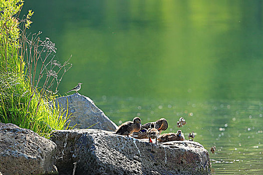 翠湖中的野鸭子