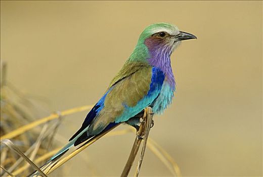 紫胸佛法僧鸟,佛法僧属,肯尼亚