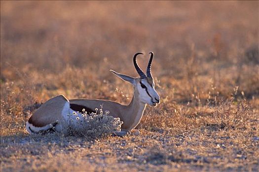 黑斑羚,夜光,埃托沙国家公园,纳米比亚,非洲
